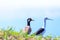 LACK-WINGED STILT and red-wattled lapwing