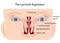 The lacrimal apparatus