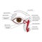 Lacrimal apparatus