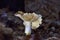 Lactarius acris is a member of the large milk-cap genus Lactarius in the order Russulales