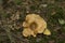 Lactarius controversus. Mushrooms