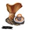 Lactarius deliciosus, saffron milk cap or red pine mushroom closeup digital art illustration. Rusty color boletus with orange hat