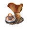 Lactarius deliciosus, saffron milk cap or red pine mushroom closeup digital art illustration. Rusty color boletus with orange hat