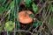 Lactarius deliciosus, the saffron milk cap, red pine mushroom mushroom growing in the autumn forest