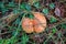 Lactarius deliciosus, the saffron milk cap, red pine mushroom mushroom growing in the autumn forest