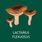 Lactarius Flexuosus isolated, Wild Foraged Mushroom, Vector edible natural mushrooms