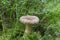Lactarius helvus, commonly known as fenugreek milkcap, edible mushroom of gray-pink color in the moss in the forest