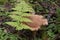 Lactarius helvus, commonly known as fenugreek milkcap, edible mushroom of gray-pink color in the moss in the forest