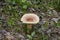 Lactarius helvus, commonly known as fenugreek milkcap, edible mushroom of gray-pink color in the moss in the forest