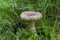 Lactarius helvus, commonly known as fenugreek milkcap, edible mushroom of gray-pink color in the moss in the forest