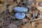 Lactarius Indigo or Blue Milk Mushrooms