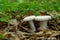 Lactarius piperatus or Peppery milkcap, widespread and popular edible mushroom, well known for its peppery, white milk