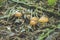 Lactarius porninsis grows in forest