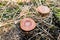 Lactarius quietus in the forest against the background of coniferous cover.