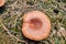 Lactarius quietus in the forest against the background of coniferous cover.