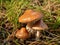 Lactarius Resimus or Milk Mushroom in Green Grass, Mushroom Hunting or Gathering Wild Mushrooms