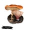 Lactarius rufulus or rufous candy cap mushroom closeup digital art illustration. Fleshy brownish red or orange hat fungi.