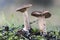 Lactarius species mushroom growing in sandy soil