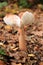 Lactarius tabidus autumn mushroom growing in soil