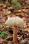 Lactarius tabidus autumn mushroom growing in soil