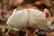 Lactarius tabidus autumn mushroom growing in soil