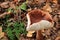 Lactarius tabidus autumn mushroom growing in soil