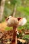 Lactarius tabidus autumn mushroom growing in soil