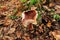 Lactarius tabidus autumn mushroom growing in soil