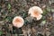 Lactarius torminosus also known as the woolly milkcap or the bearded milkcap