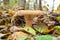 Lactarius torminosus. Edible mushroom