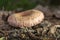Lactarius torminosus mushroom closeup