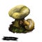 Lactarius turpis or Ugly milkcap mushroom closeup digital art illustration. Fungi have dirty appearance and messy brownish stain.