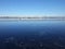 Lactating birds on the ice of a wide frozen river: pigeons, ducks, gulls in the distance.