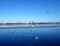 Lactating birds on the ice of a wide frozen river: pigeons, ducks, gulls in the distance.