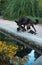 lactating black dog mother with puppies near the pond