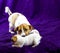 Lactating female jack russell terrier is playing with his puppy grabbing his withers on a dark blue background. Motherhood