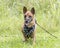 Lactating female mother dog. Tan Corgi Shepherd Chihuahua mixed breed dog outside on leash. Dog rescue pet adoption photography