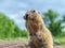Lactating female of a prairie dog is sitting on the lawn