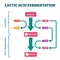 Lactic acid fermentation process scheme, labeled vector illustration diagram