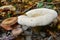 Lactifluus piperatus mushroom