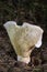 Lactifluus vellereus commonly known as the fleecy milk-cap, is a quite large fungus in the genus Lactifluus.