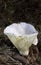 Lactifluus vellereus commonly known as the fleecy milk-cap, is a quite large fungus in the genus Lactifluus.