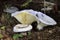 Lactifluus vellereus commonly known as the fleecy milk-cap, is a quite large fungus in the genus Lactifluus.