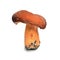 Lactifluus volemus mushroom