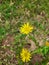 Lactuca virosa or lactuca serriola or prickly lettuce flowers