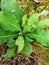 Lactuca virosa often called wild lettuce
