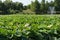 Lacul Tei park in Bucharest. Lake full of blossom waterlilies