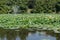 Lacul Tei park in Bucharest. Lake full of blossom waterlilies