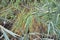 Lacustrine vegetation reeds and algae