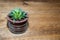 Lacy aloe, Aristaloe aristata, indoors in a pot on a wooden table